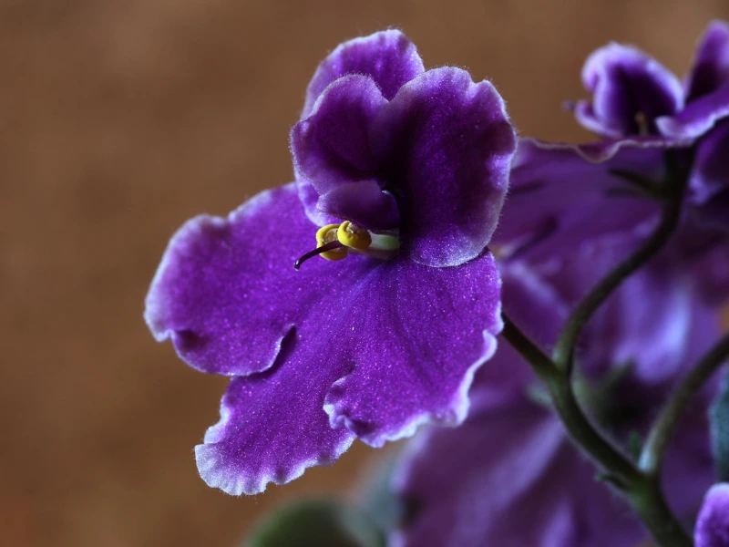 African violet plant with purple flowers safe for cats