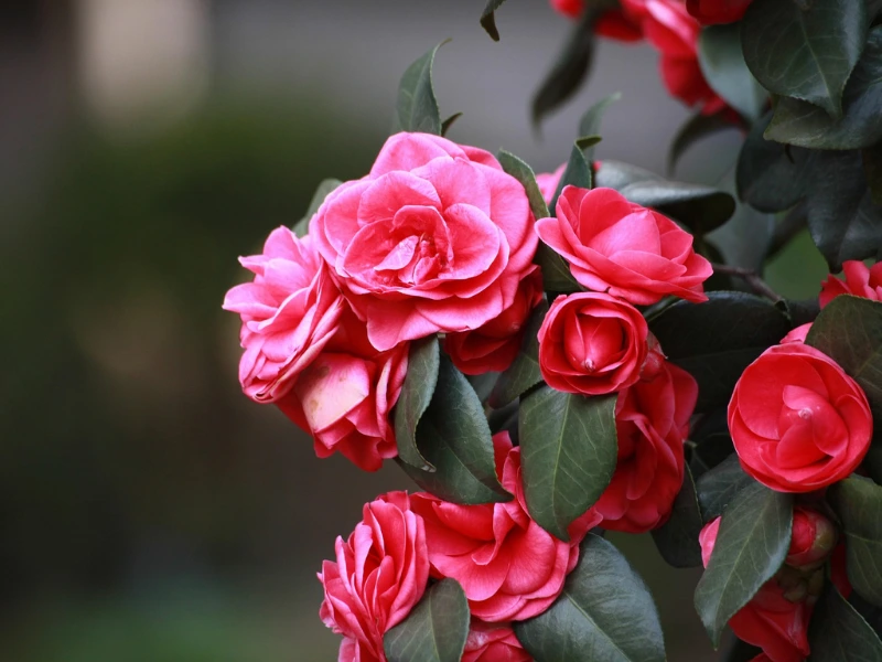Pink camellia flowers that are non-toxic to cats