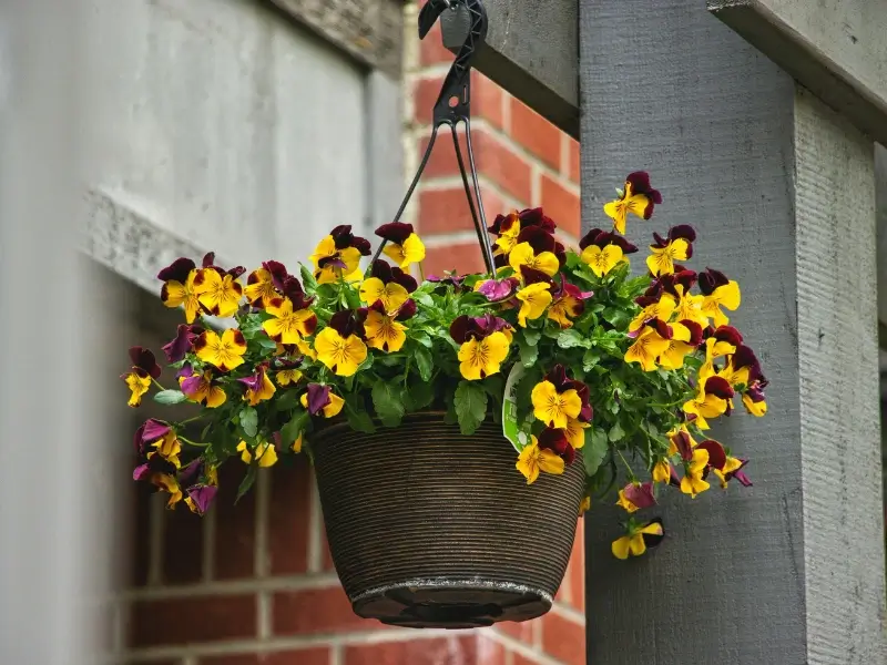 Hanging basket of colorful petunias safe for cats