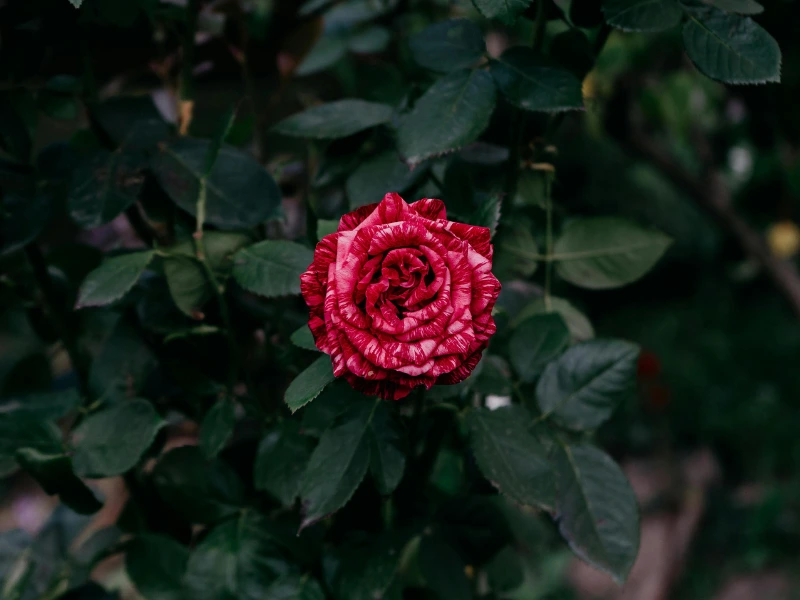 Beautiful roses that are safe for cats in a vase
