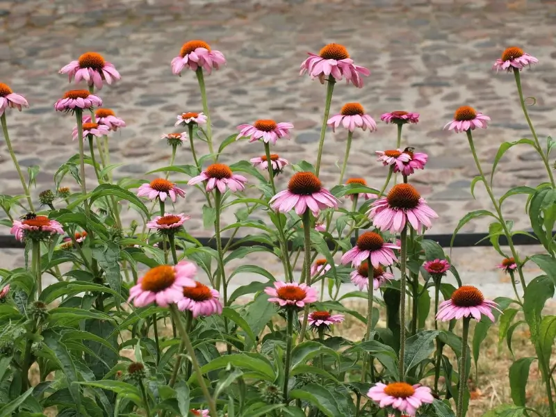 Purple coneflowers (echinacea) that are non-toxic to cats