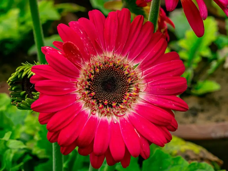 Colorful gerbera daisies that are non-toxic to cats