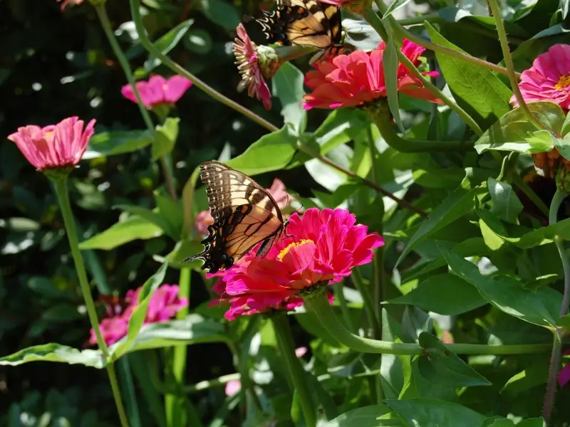 Colorful zinnia flowers that are safe around cats