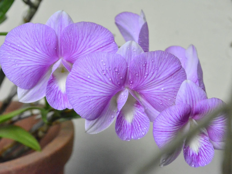 Beautiful orchid plant that is non-toxic to cats