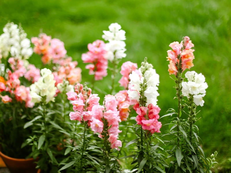 Colorful snapdragon flowers that are safe around cats