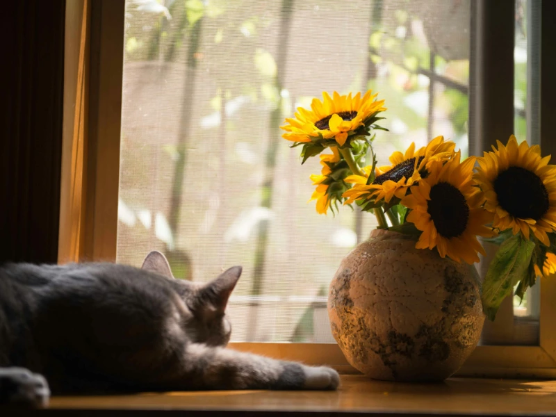 Bright yellow sunflowers that are safe for cats